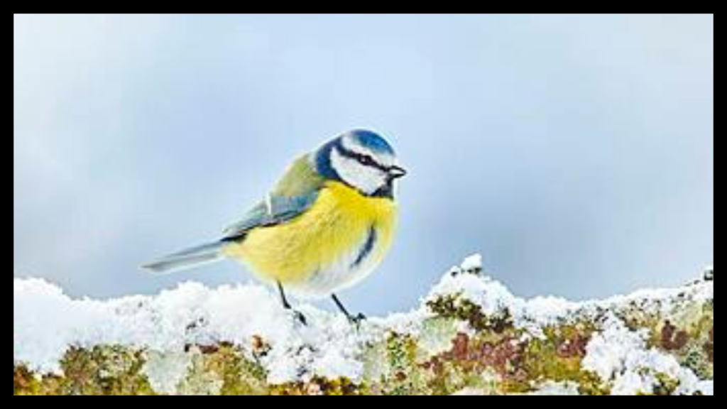 where do blue tits go in winter